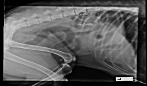 X-rays, skewers, dogs and cats