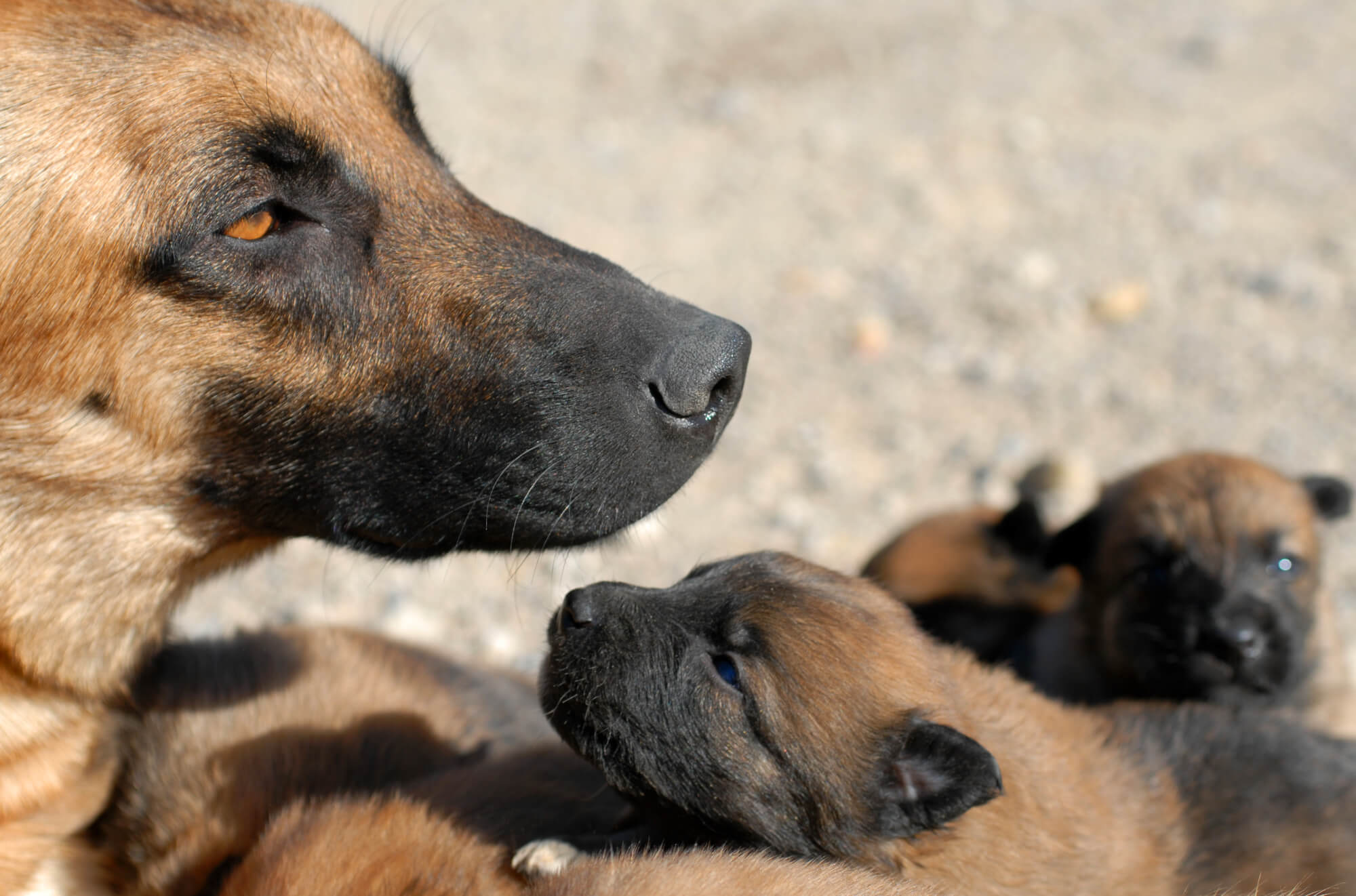 why do mother dogs bite their puppies head