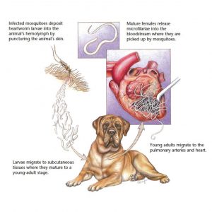 Symptoms & Treatment for Heartworm in Cats & Dogs