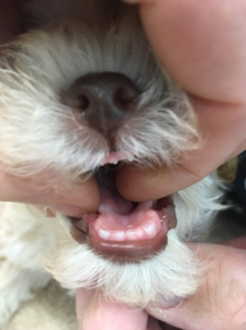what puppy teeth fall out last