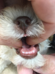 do dogs get teeth after 1 year