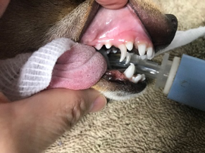 do dog baby teeth need to be removed