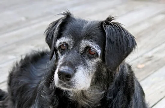 senior dog with joint pain
