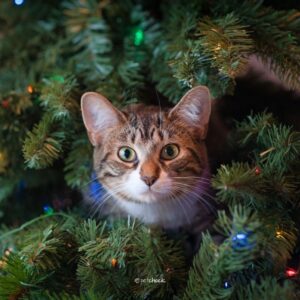 A cat hiding in a Christmas Tree