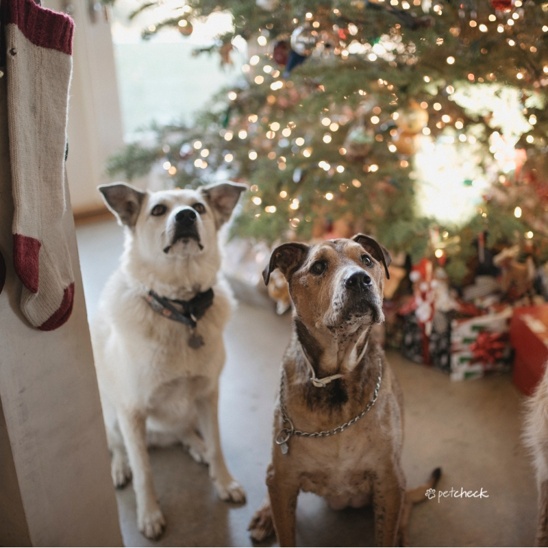 Two dogs looking at owner with Christmas Tree and presents in background