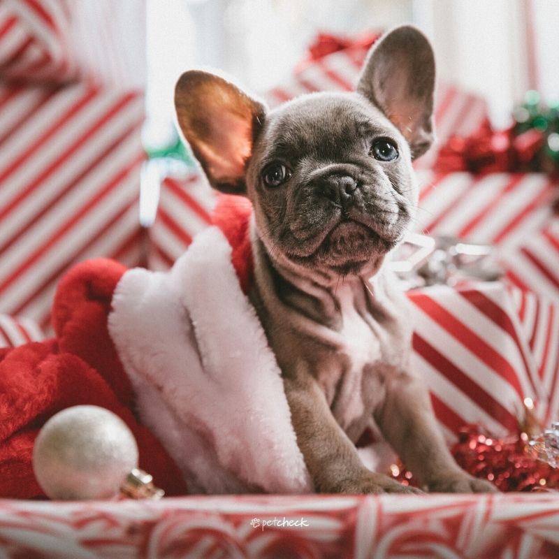 French Bulldog puppy sitting with Christmas presents