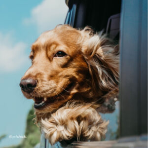 A dog with it's head out a car window with ears flapping in the breeze