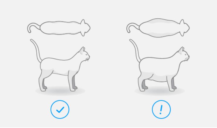 Illustration of top down and side view of a healthy sized cat and an overweight cat