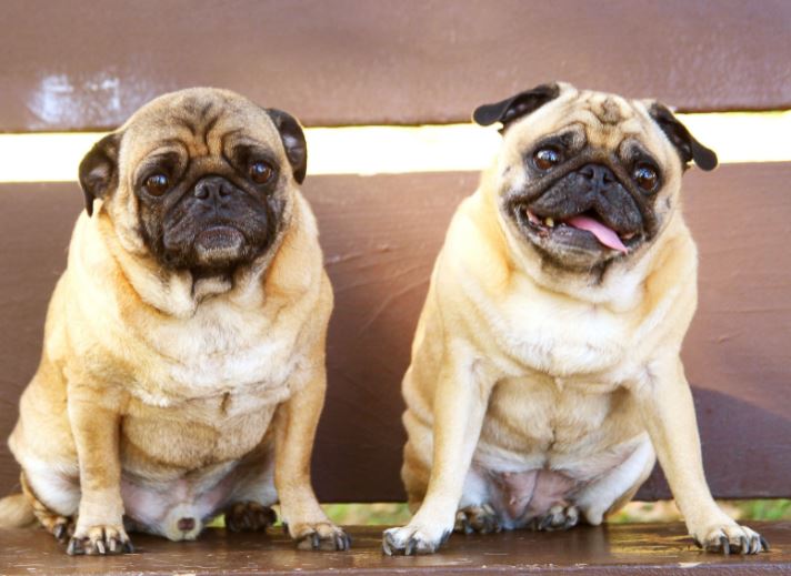 2 cute but overweight pugs