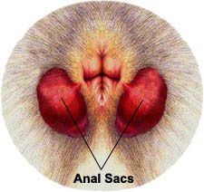 Anal Gland Anatomy Dog