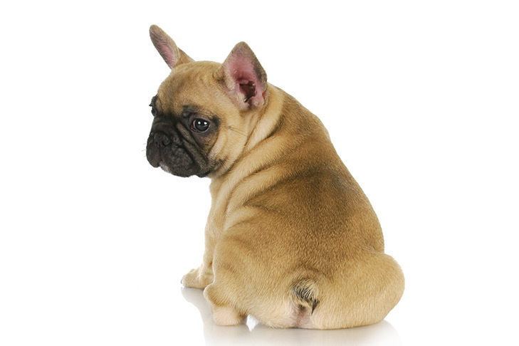 French Bulldog Puppy