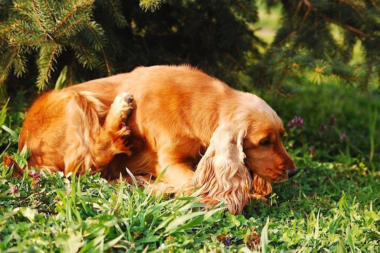 Spaniel Dog Scooting