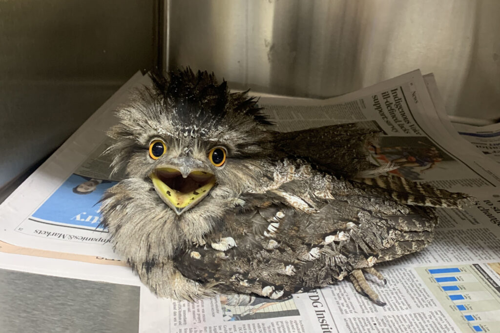 Tawny Frogmouth