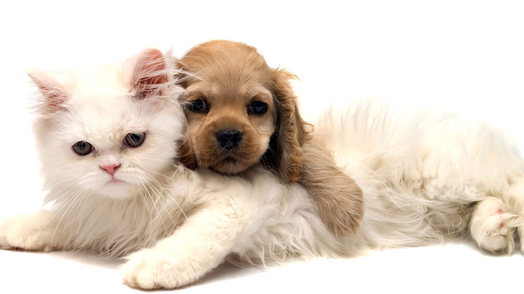 Puppy and Kitten victims of pet scams