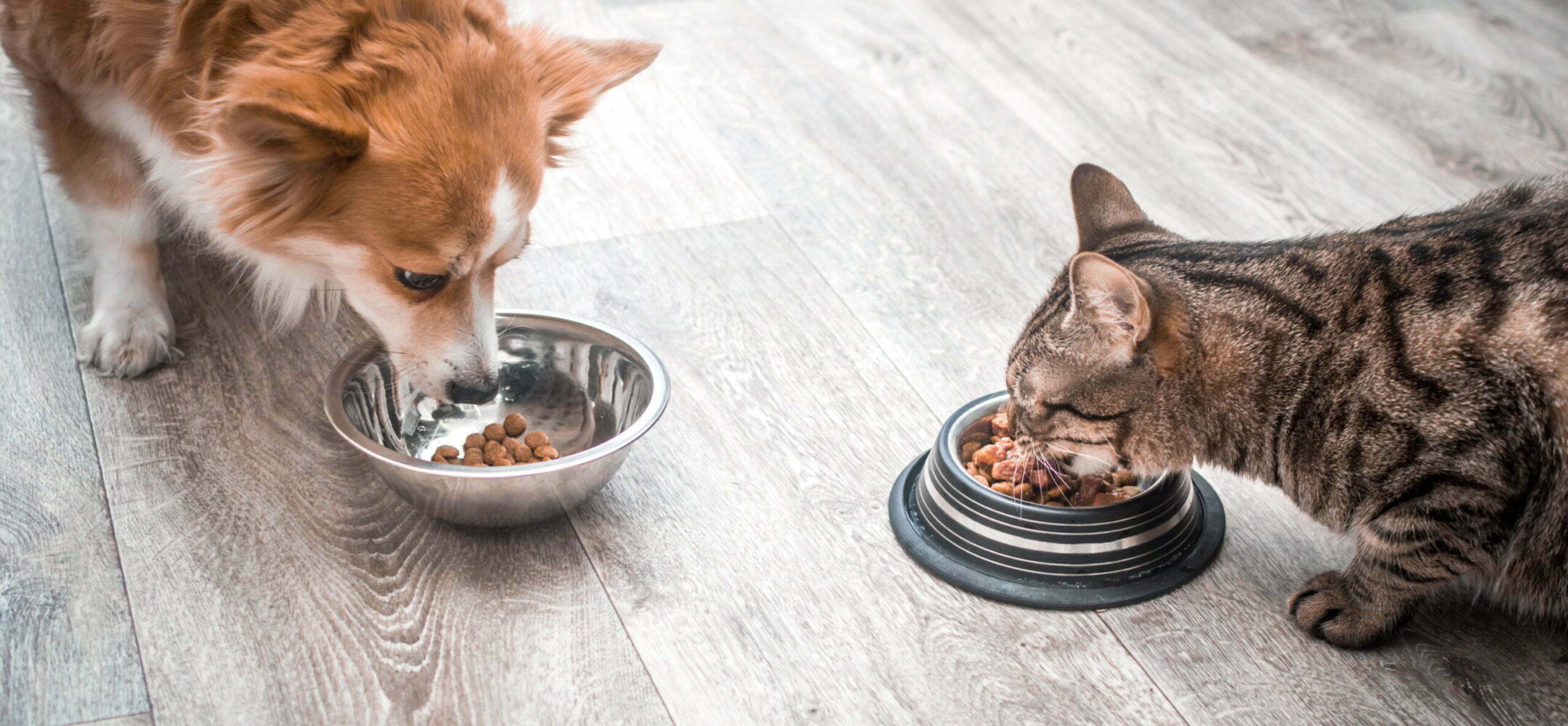 dog and a cat are eating together from a bowl of food