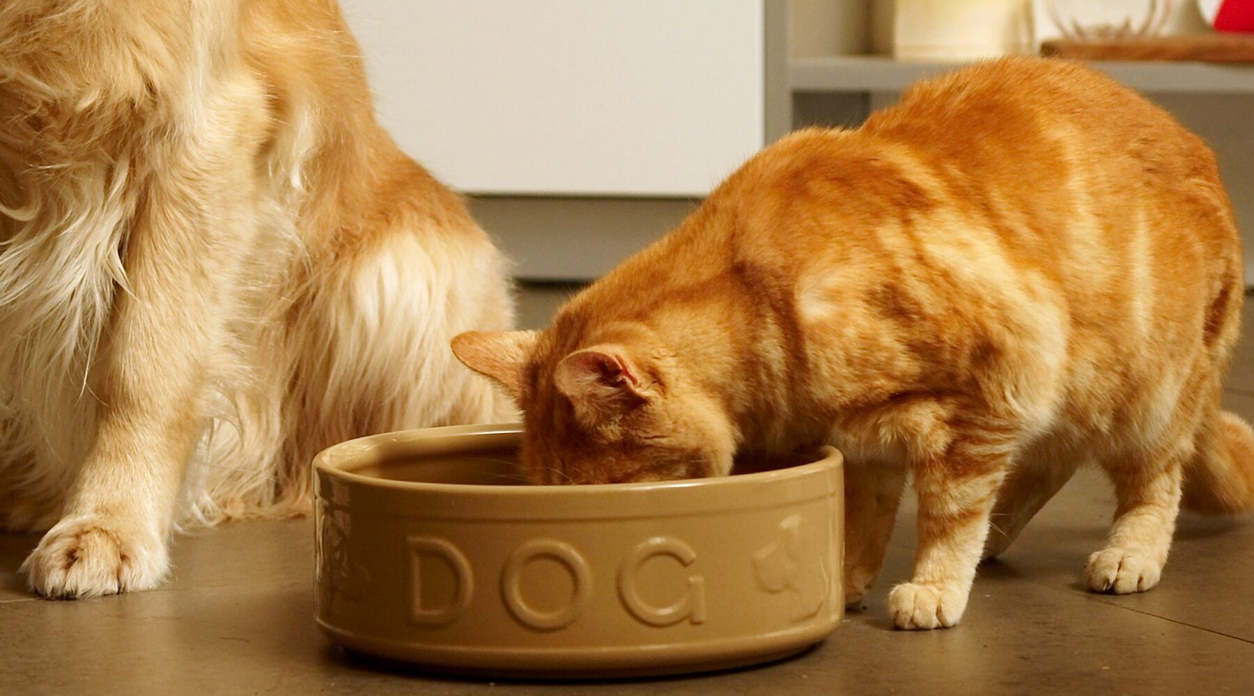 cats eating dog food