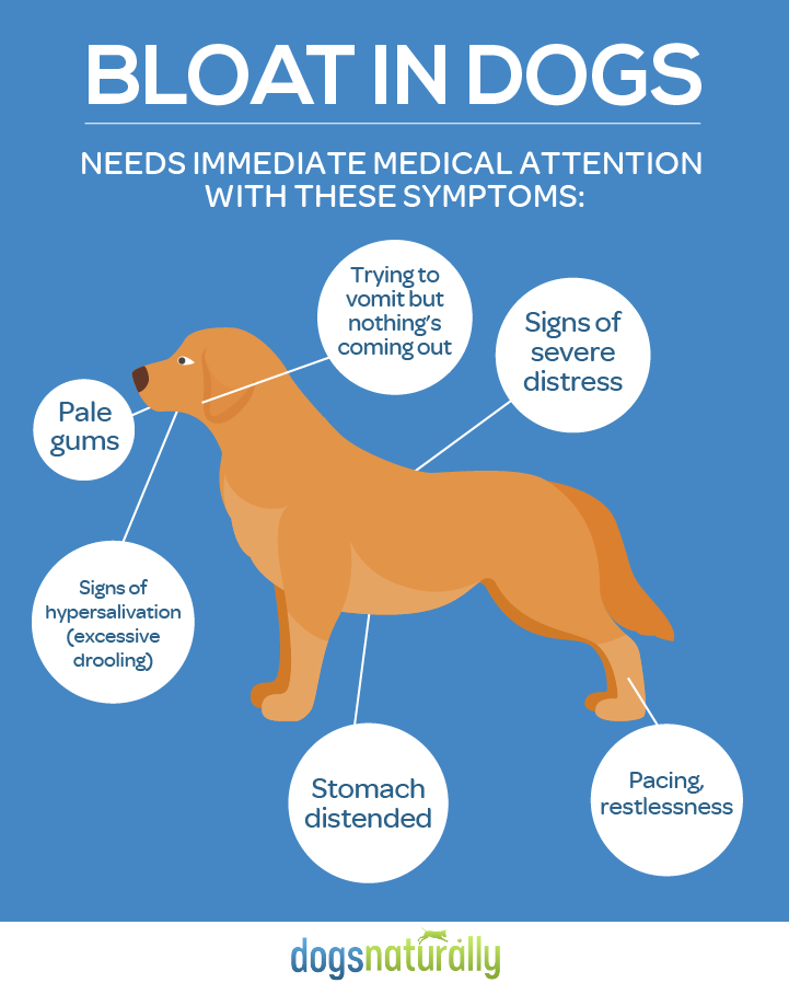 bloat in dogs symptoms