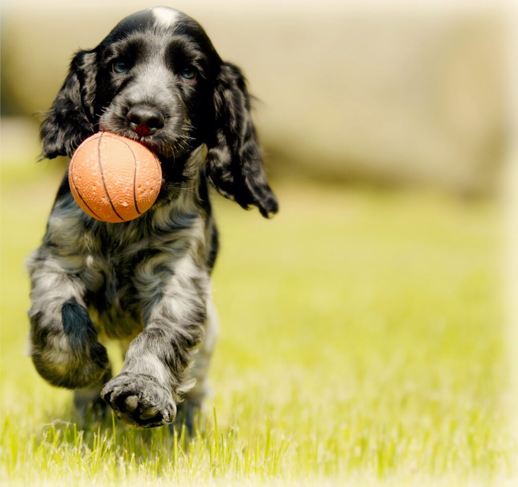 Puppy running with ball in mouth