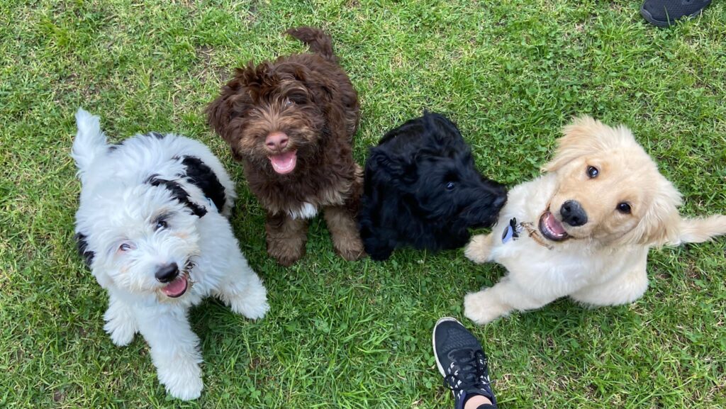 Mixed breed of puppies at puppy school