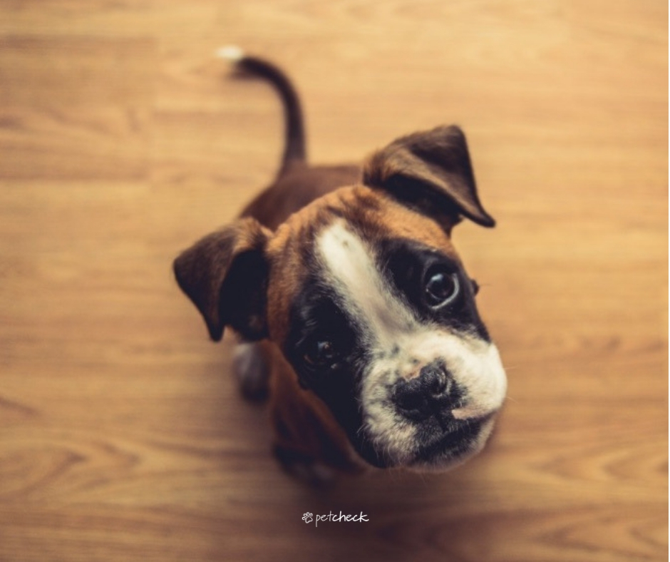 cute boxer puppy looking up