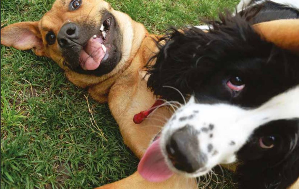 two puppies playing together