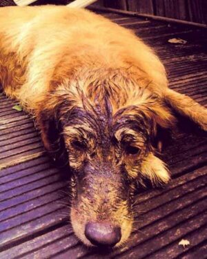 Image showcasing Why Is My Dog Eating Dirt? - Cronulla Vet Clinic