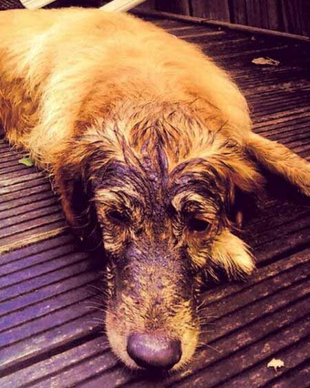 sad looking dog with dirt over face