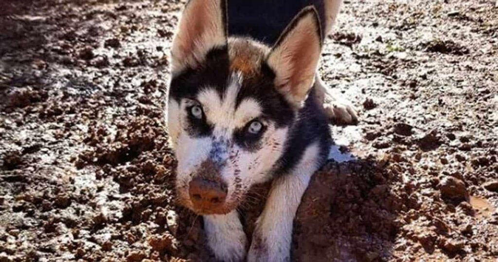 Husky pup lying in dirt with dirt on face