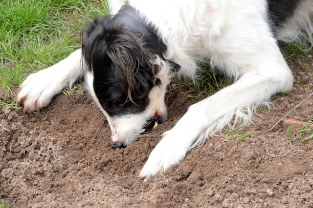 border collie eating dirt