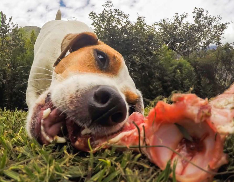 dog eating a bone, pet parent unaware of dangers