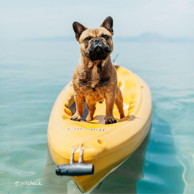 Dog on a kayak in the water