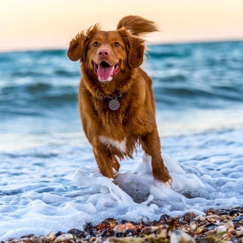 Dog playing at the beach in the water