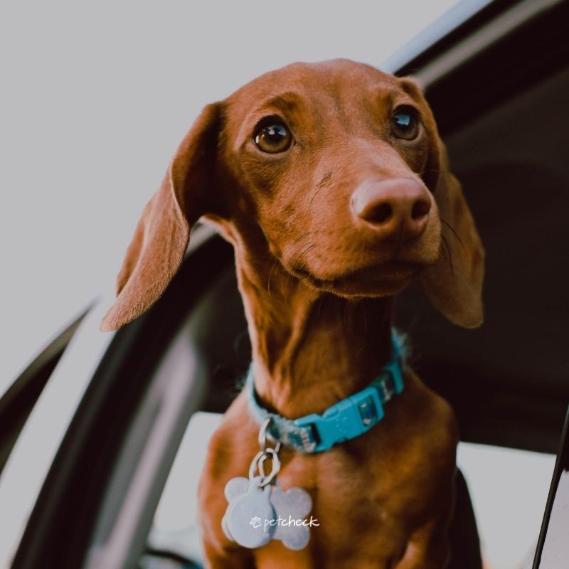 Red Dachshund looking out a car window