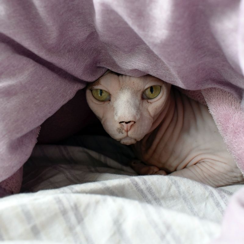 Sphynx Cat under bedding covers
