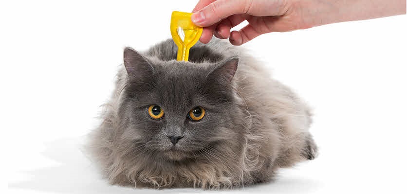 Cat receiving flea and tick treatment