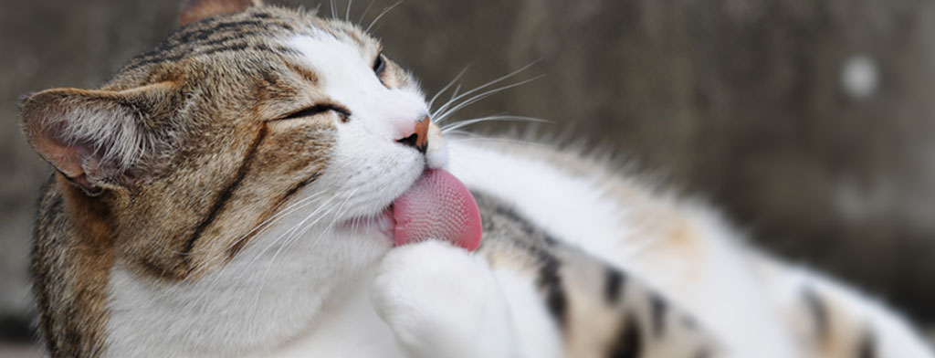 Cat licking paws creating hairballs