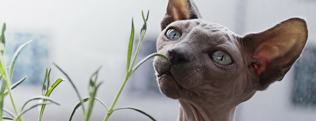 Cat sniffing poisonous plant