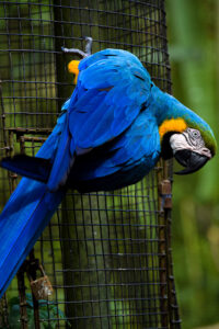 Blue Macaw