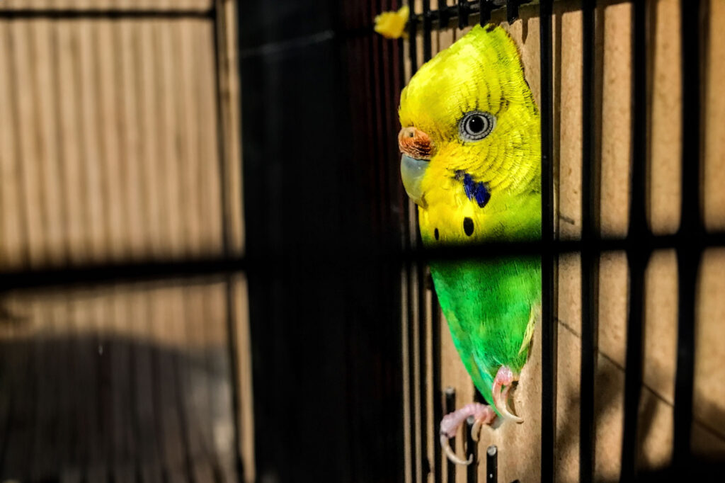 yellow and green budgie
