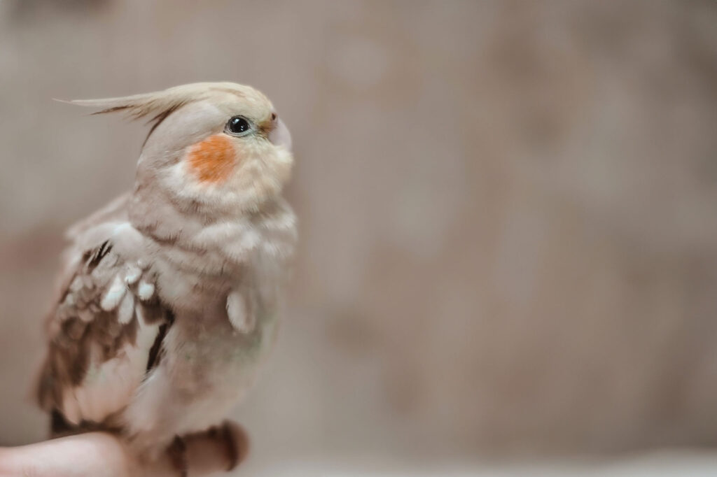 cockatiel