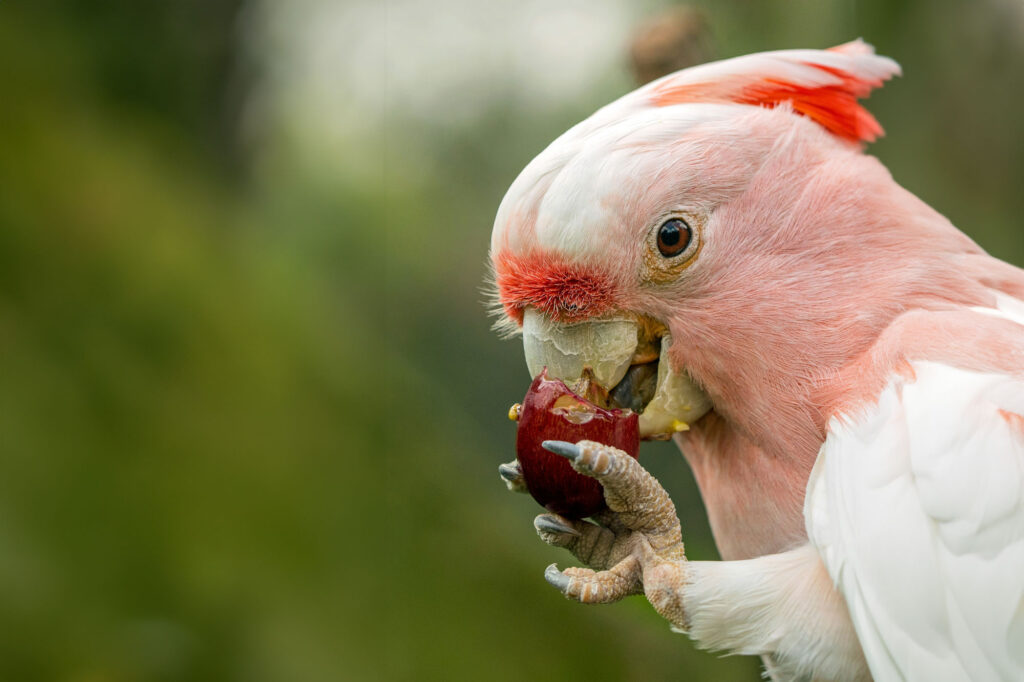 Pink Parrot eating Red Berry