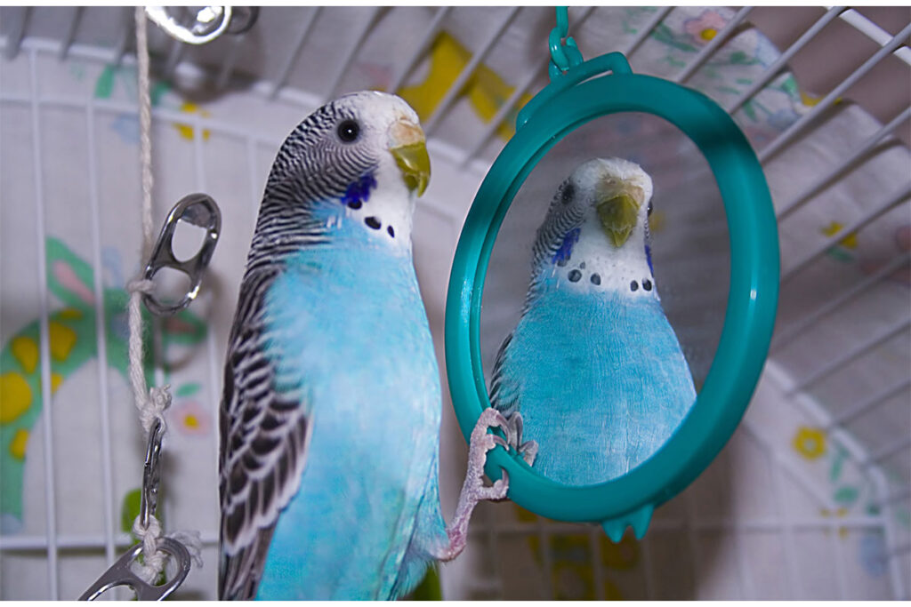 blue budgie